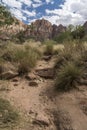 Rock Structure and trees Zion National Park Royalty Free Stock Photo